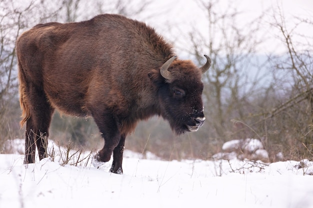 Bisonte europeo en el hermoso bosque blanco durante el invierno Bison bonasus