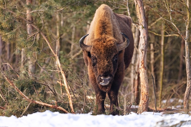 Bisonte europeo en el hermoso bosque blanco durante el invierno Bison bonasus