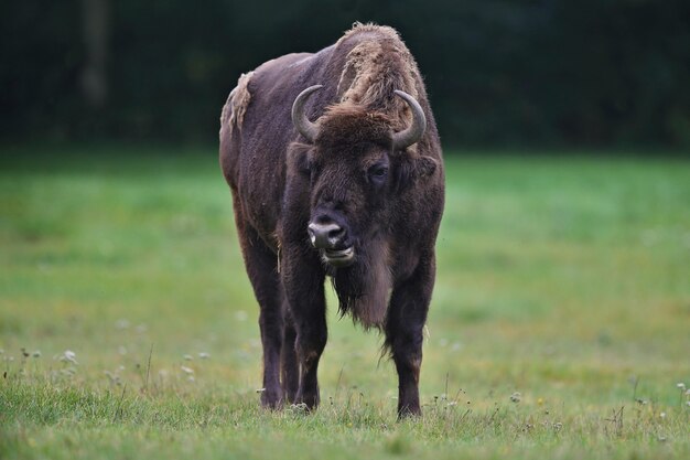 Bisonte europeo en el hermoso bosque blanco durante el invierno