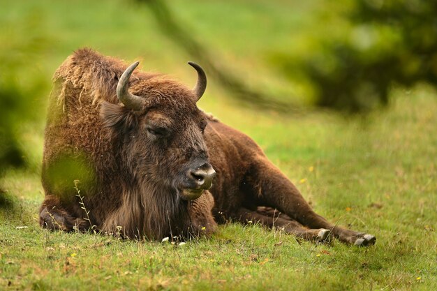 Bisonte europeo en el hermoso bosque blanco durante el invierno