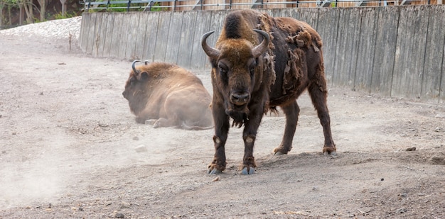 Foto gratuita bisonte con pelo pelado en el fondo de la tierra