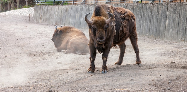 Bisonte con pelo pelado en el fondo de la tierra