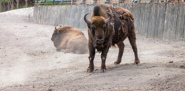 Bisonte con pelo pelado en el fondo de la tierra