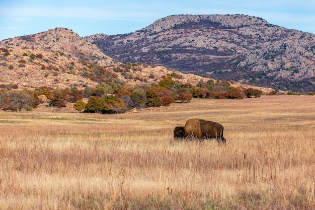 Bisonte en el rango en el refugio de vida silvestre de las montañas de Wichita, ubicado en el suroeste de Oklahoma