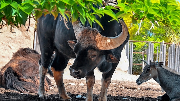 Foto gratuita bisonte en un zoológico