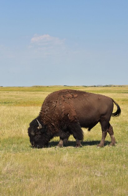 Bisontes fantásticos pastando en las llanuras de hierba en verano.