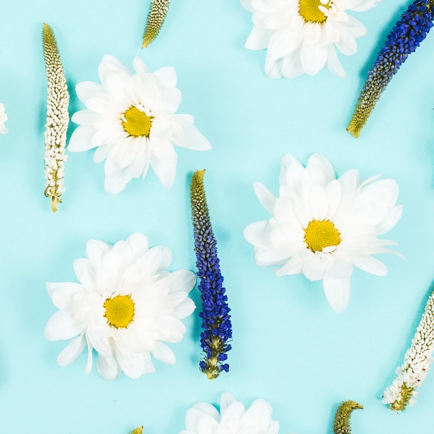 Foto gratuita blanco y estampado de flores veronica sobre fondo azul