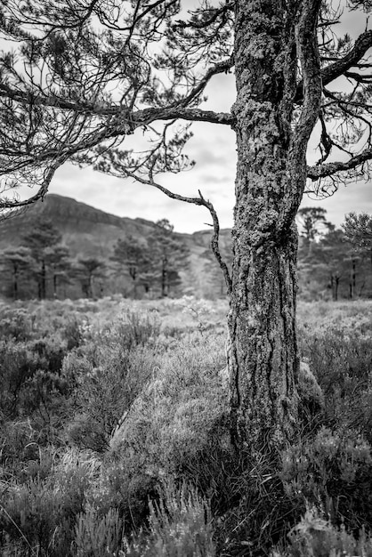 blanco y negro de un arbol