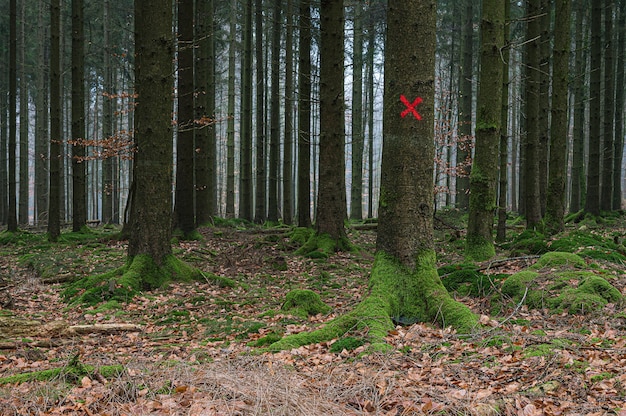 Blanco rojo en un árbol en el bosque