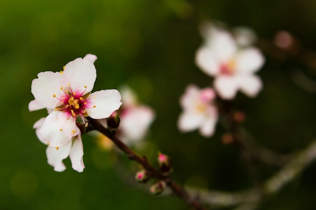 Blooming árbol borroso al aire libre