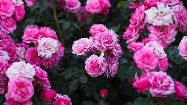 Blooming arbustos en el jardín