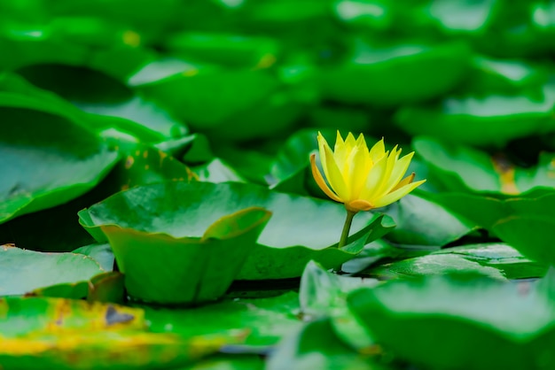 Blooming flor de loto amarillo con muchas hojas verdes en el estanque. Flor vibrante en foco suave. Paisaje exótico