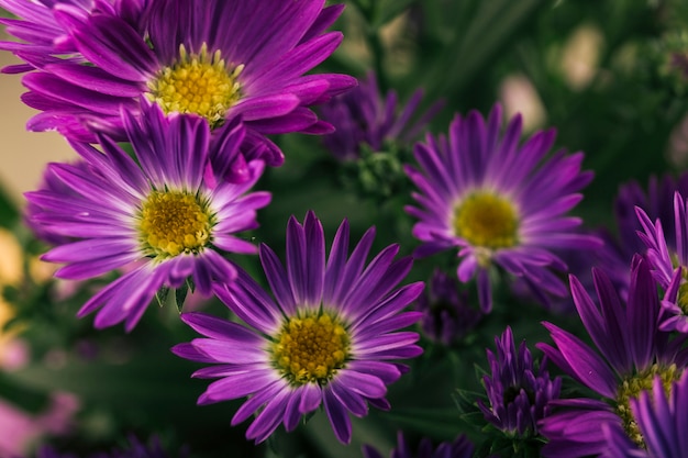 Blooming plantas con flores moradas