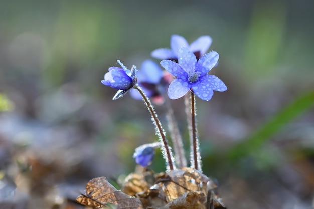 &quot;Blue flores suaves en el rocío&quot;