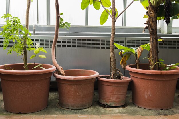 Bodegón con concepto de jardinería