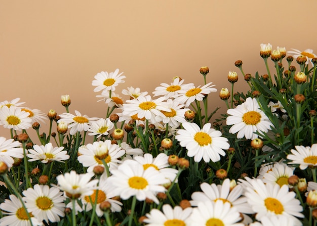 Foto gratuita bodegón de flores de margarita