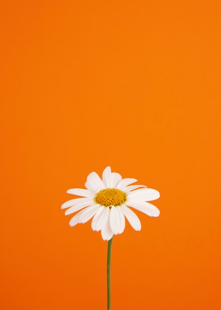 Foto gratuita bodegón de flores de margarita