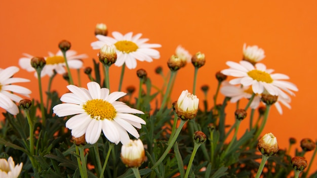 Foto gratuita bodegón de flores de margarita