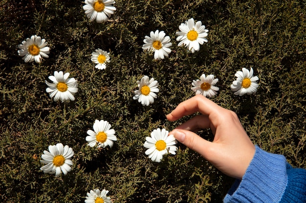 Foto gratuita bodegón de flores de margarita