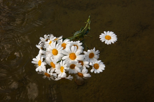 Foto gratuita bodegón de flores de margarita