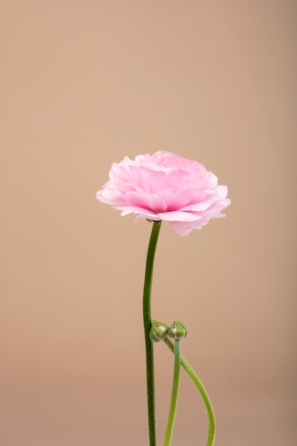 Foto gratuita bodegón con hojas y flores de colores