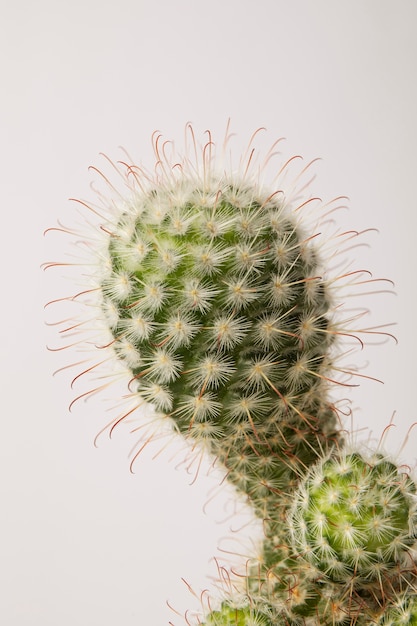 Foto gratuita bodegón con planta de cactus