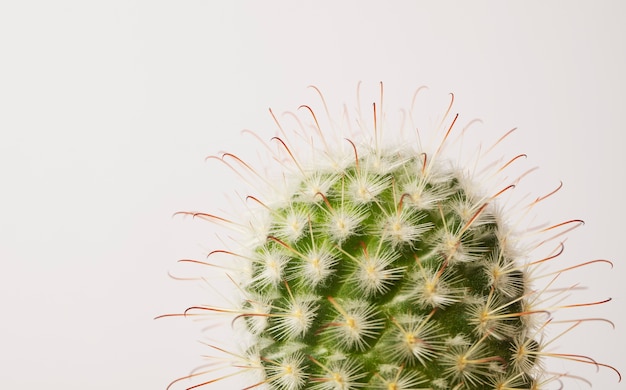 Bodegón con planta de cactus