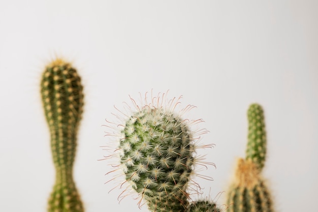 Foto gratuita bodegón con planta de cactus