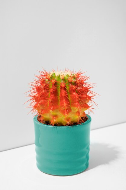 Bodegón con planta de cactus