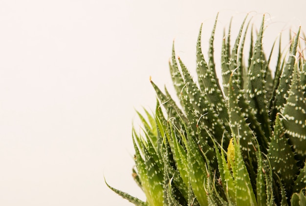 Bodegón con planta de cactus
