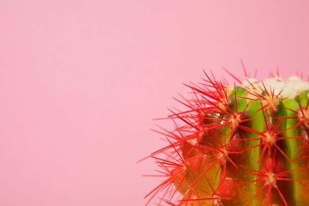 Bodegón con planta de cactus