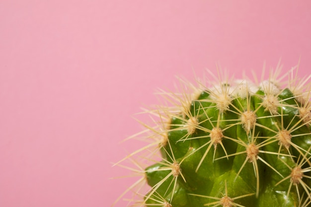 Bodegón con planta de cactus