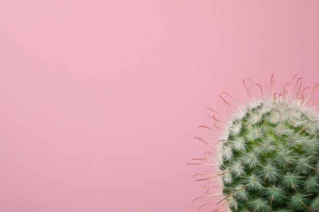 Bodegón con planta de cactus