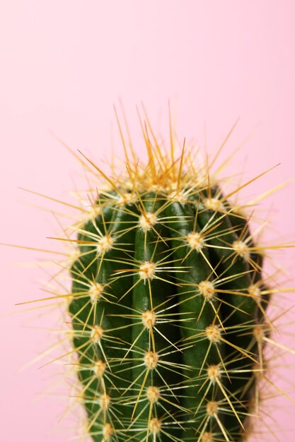 Bodegón con planta de cactus