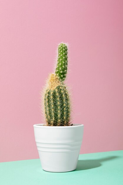 Bodegón con planta de cactus