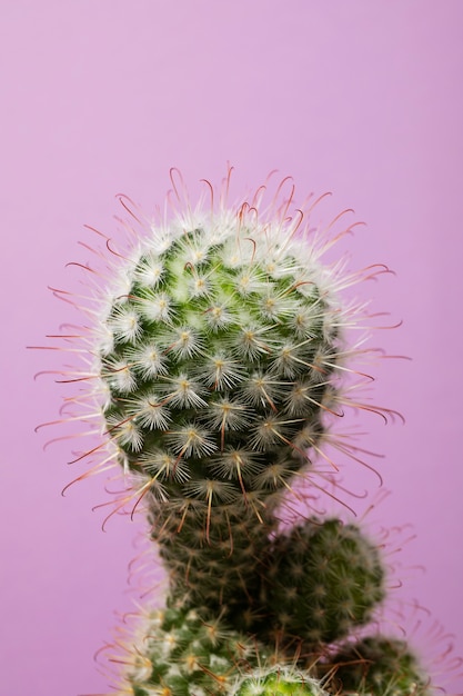 Foto gratuita bodegón con planta de cactus
