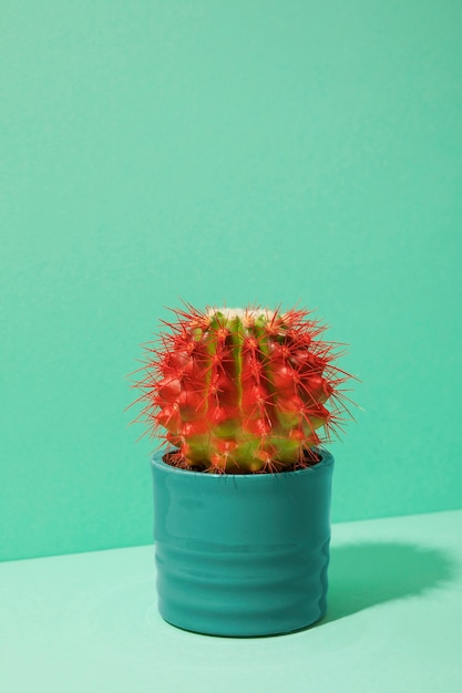 Foto gratuita bodegón con planta de cactus