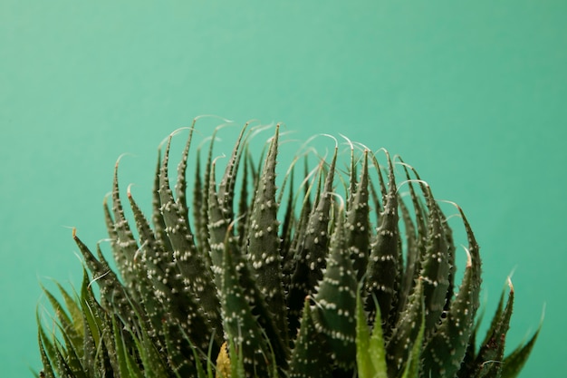 Foto gratuita bodegón con planta de cactus