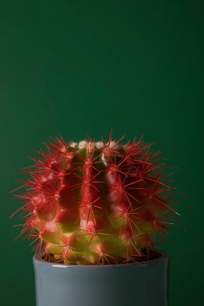 Foto gratuita bodegón con planta de cactus