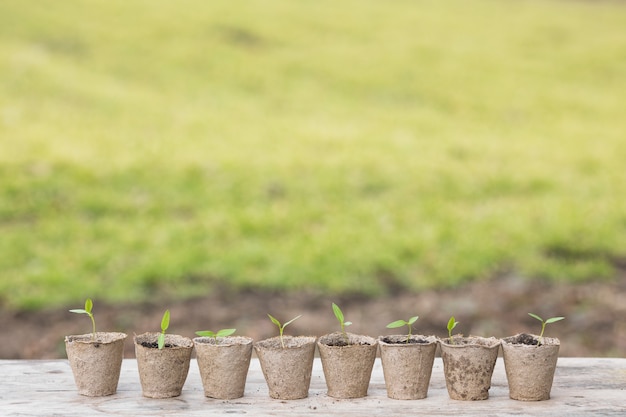 Foto gratuita bodegón de planta y jardín