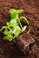 Foto gratuita bodegón de planta en tierra