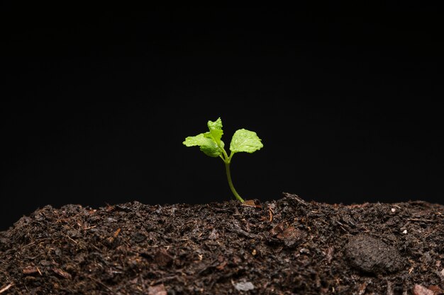 Bodegón de semillero creciendo