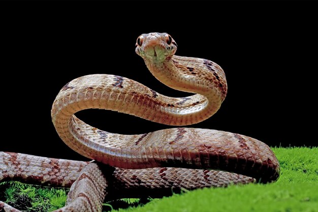 Boiga cynodon serpiente en musgo con fondo negro Boiga cynodon serpiente primer plano