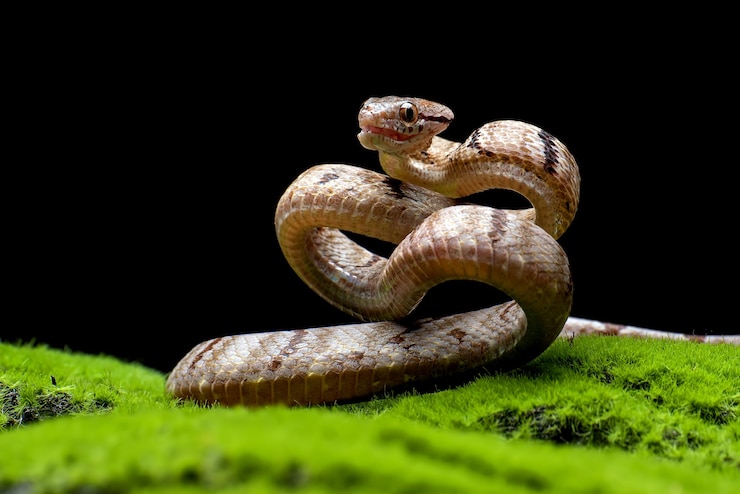 Foto gratuito boiga cynodon serpiente en musgo con fondo negro boiga cynodon serpiente primer plano