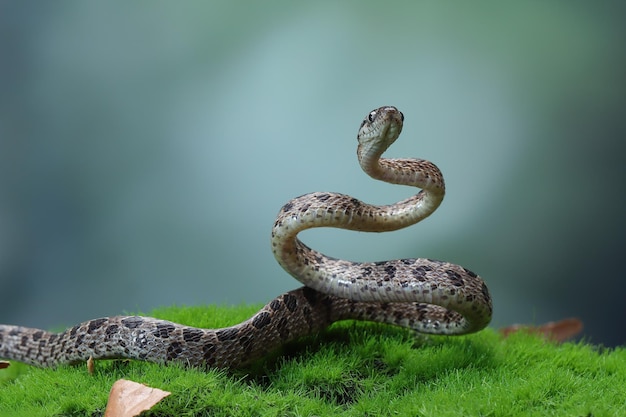 Boiga multo maculata serpiente closeup sobre fondo natural Boiga multo maculata closeup