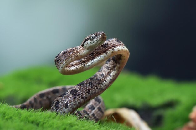 Boiga multo maculata serpiente closeup sobre fondo natural Boiga multo maculata closeup