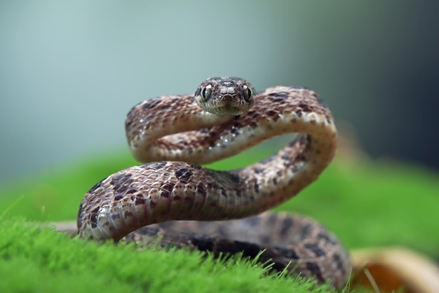 Boiga multo maculata serpiente closeup sobre fondo natural