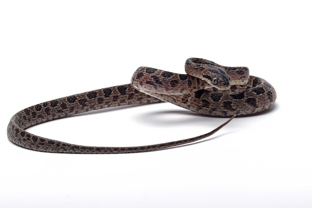 Boiga multo maculata serpiente primer plano sobre fondo blanco.