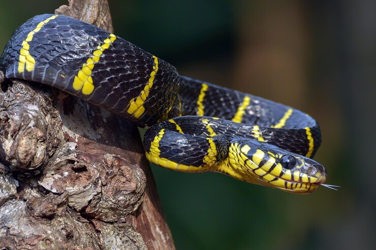 Foto gratuito boiga serpiente dendrophila amarillo anillado en madera