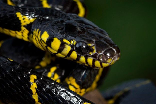 Boiga serpiente dendrophila amarillo anillado en madera